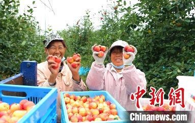 圖為興安盟沙果迎豐收?！】朴仪捌煳麄鞑抗﹫D