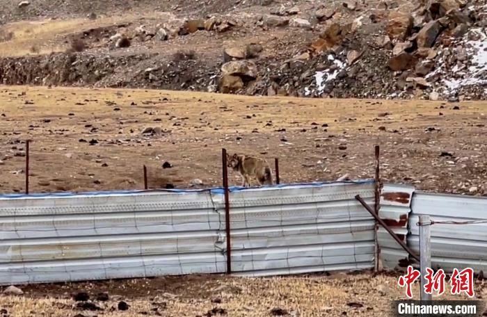 圖為闖入村民家中的野狼?！∨d?？h公安局溫泉派出所供圖