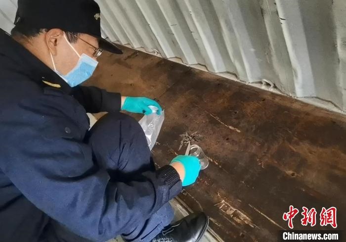 張家港海關(guān)工作人員截獲捕鳥蛛?！⊥踅〕?攝