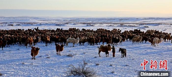 進入冬季，駱駝在戈壁灘上散養(yǎng)?！」o琨 攝
