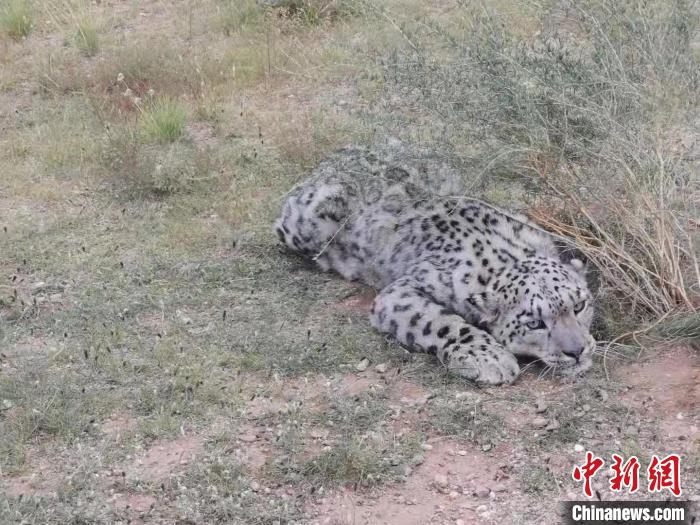 圖為在四子王旗發(fā)現(xiàn)的雪豹(資料圖)。　四子王旗警方供圖