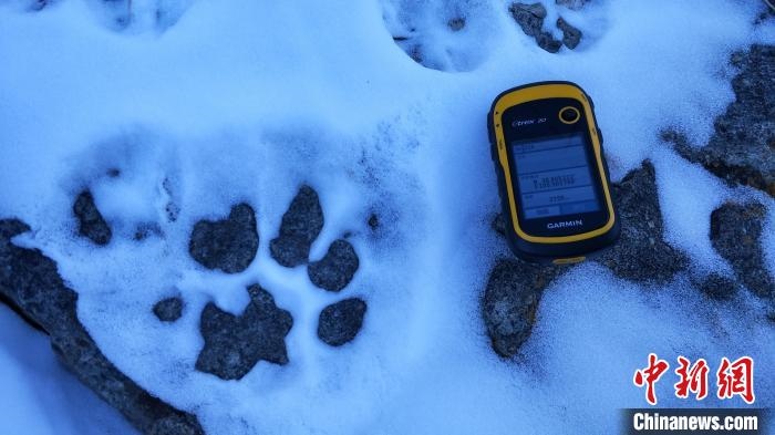 圖為疑似放歸雪豹的足跡(資料圖)。　內(nèi)蒙古賀蘭山國家級自然保護(hù)區(qū)供圖