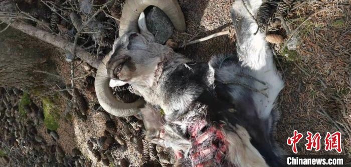 圖為疑似雪豹捕食巖羊的殘骸(資料圖)?！?nèi)蒙古賀蘭山國家級自然保護(hù)區(qū)供圖