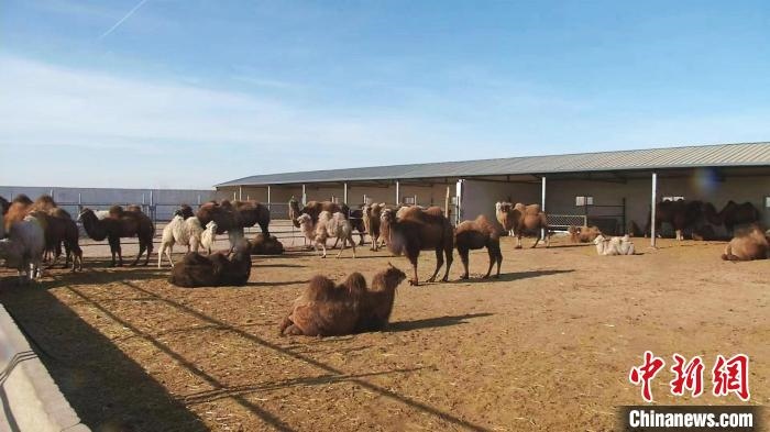 圖為額濟納旗駝奶產(chǎn)業(yè)基地。　王長梅 攝