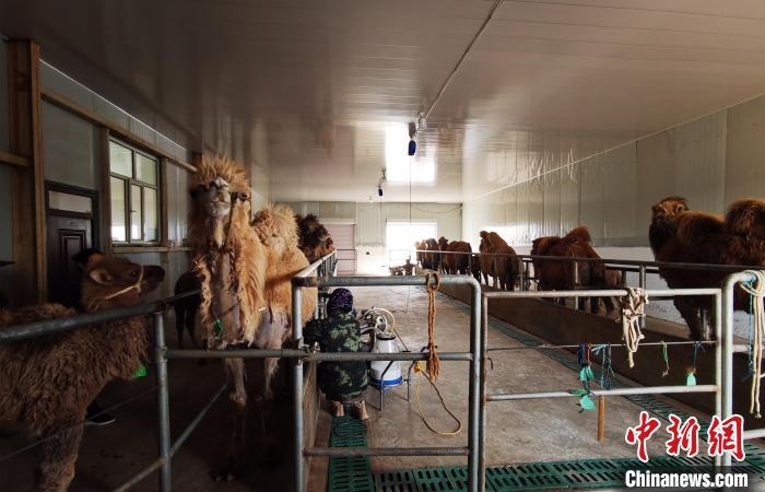 圖為共人正在給駱駝擠奶。　王長梅 攝