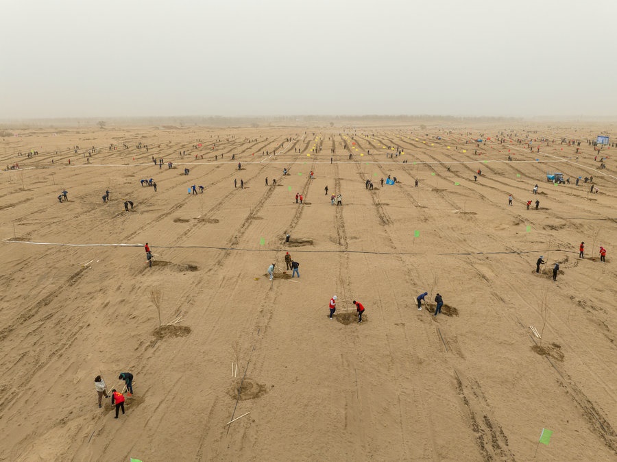 在高力板鎮(zhèn)花道卜和沙木嘎嘎查治理區(qū)，廣大干部群眾手植新綠，播種希望 （攝影：包寶音德力格爾）.JPG