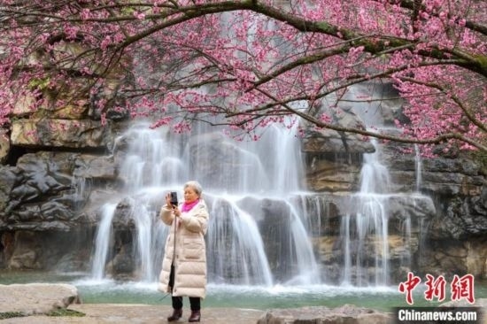 2月23日，市民在乾藝梅園景區(qū)拍攝綻放的梅花。瞿宏倫 攝