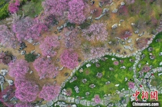 2月23日，航拍乾藝梅園景區(qū)綻放的梅花。瞿宏倫 攝