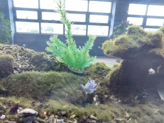 圖為寶鋼湛江鋼鐵水控中心,觀賞海魚(yú)在鋼渣漁礁里游動(dòng)