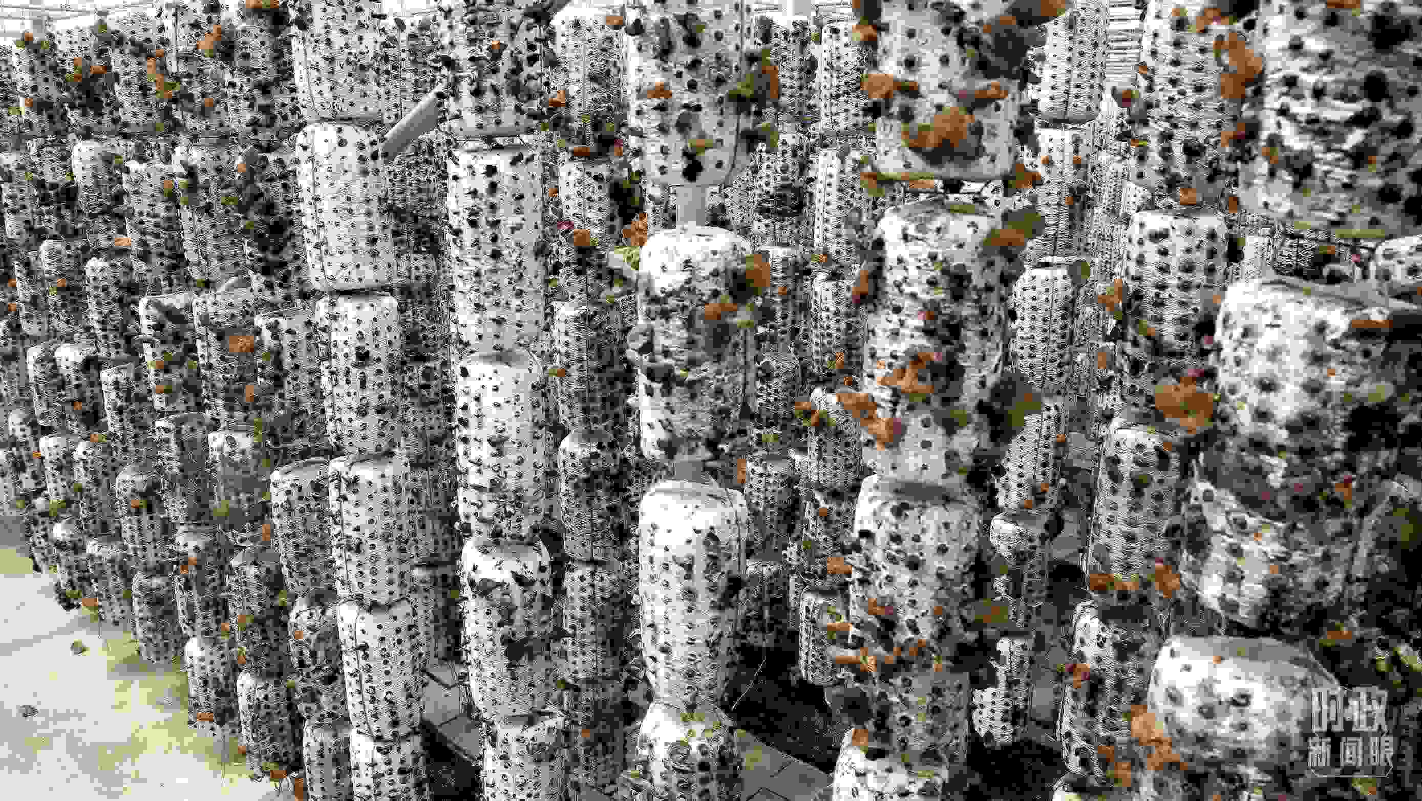 △金米村的小木耳、大產(chǎn)業(yè)。（圖／視覺中國）