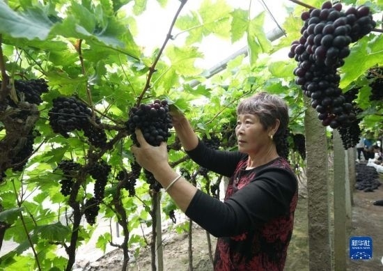 5月26日，唐山市海港經(jīng)濟(jì)開發(fā)區(qū)王灘鎮(zhèn)趙灘村農(nóng)民在大棚內(nèi)采摘葡萄。