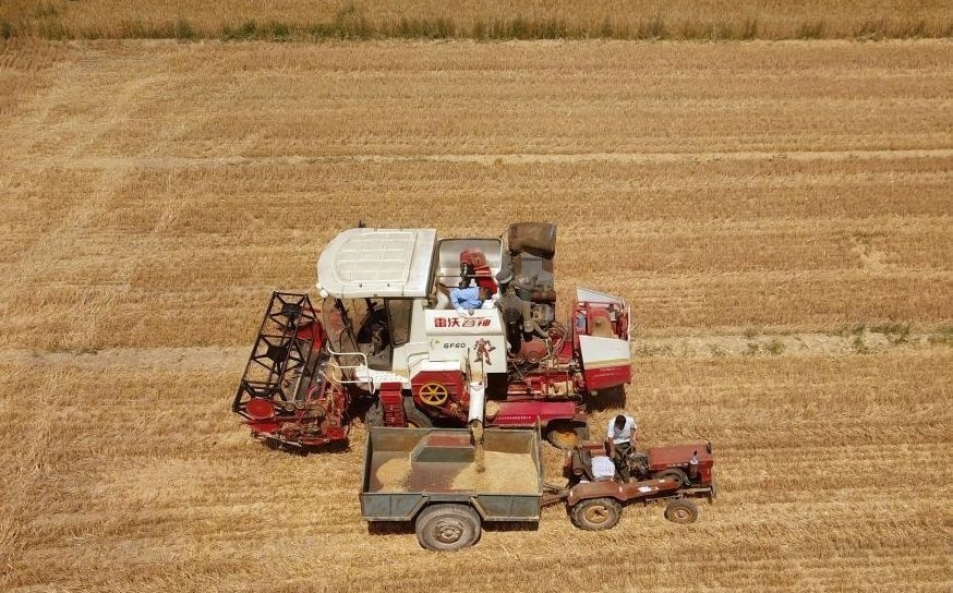 2023年6月14日，在山東省臨邑縣林子鎮(zhèn)，聯(lián)合收割機(jī)在收獲小麥。