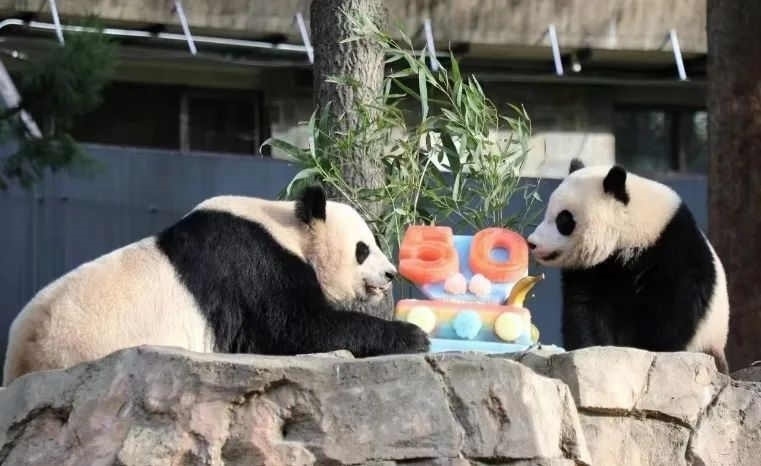 2022年，美國國家動(dòng)物園舉辦活動(dòng)慶祝大熊貓抵美50周年，園方為大熊貓“美香”“添添”和“小奇跡”一家三口準(zhǔn)備了有“50”字樣的冰凍水果蛋糕。（圖片來源：雅安市廣播電視臺(tái)）