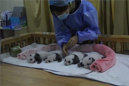 成都大熊貓繁育研究基地成立于1987年，先后攻克了大熊貓人工飼養(yǎng)與管理、繁殖與育幼、疾病防控與種群遺傳管理等關(guān)鍵技術(shù)難題，建成全球最大的大熊貓人工繁育遷地保護(hù)種群，數(shù)量達(dá)230余只。（圖片來源：成都大熊貓繁育研究基地網(wǎng)站）