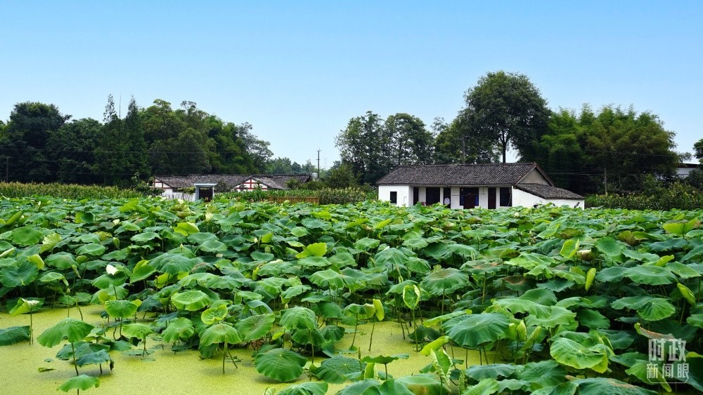 四川眉山，永豐村荷塘。2022年6月，習(xí)近平曾到此調(diào)研鄉(xiāng)村振興情況。（總臺(tái)央廣記者潘毅拍攝）