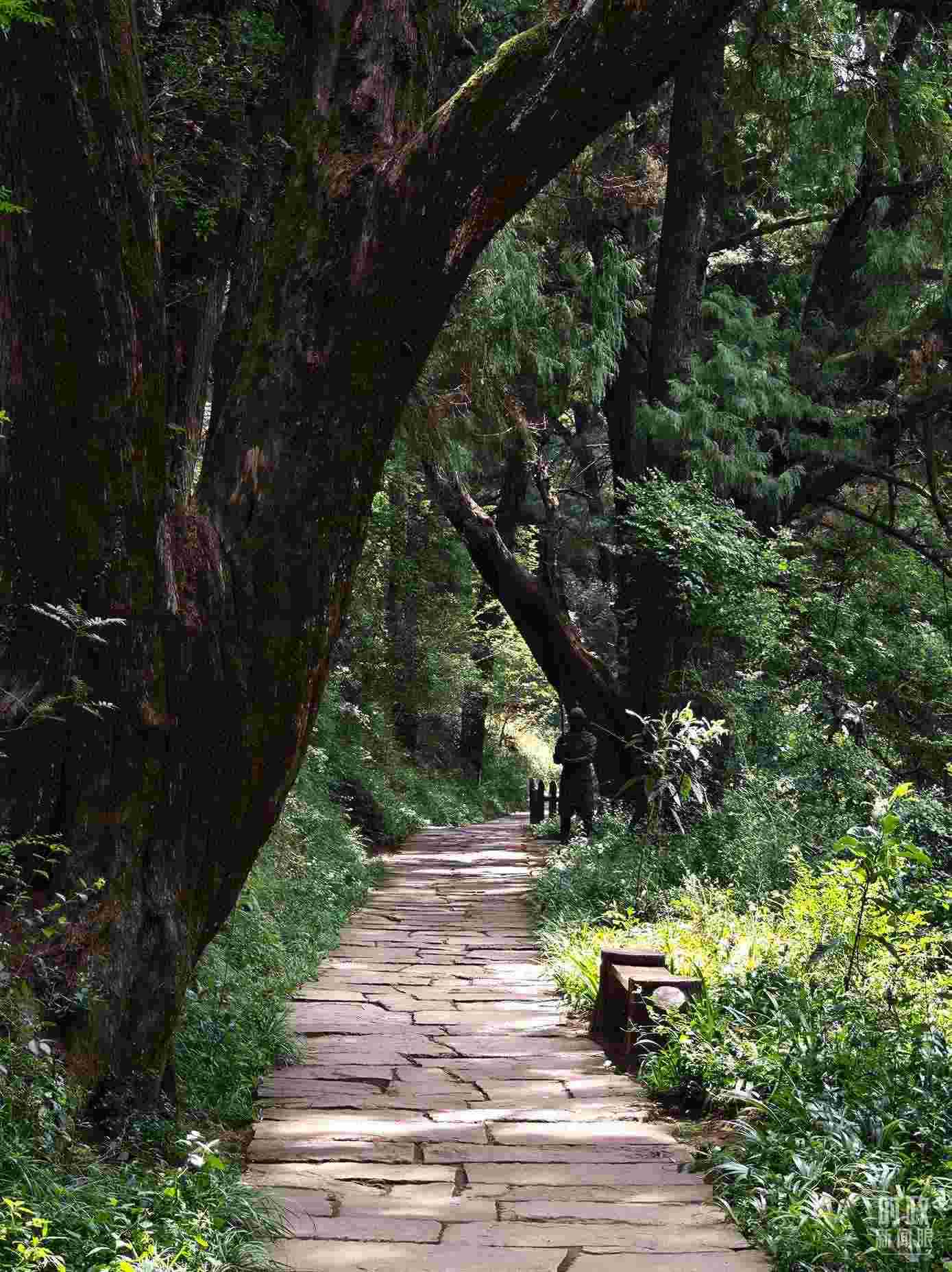 △古蜀道與古柏。（總臺(tái)央視記者彭漢明拍攝）