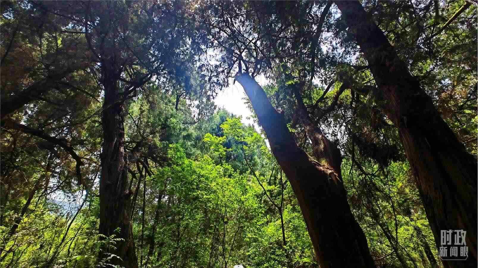 △翠云廊內(nèi)，古柏郁郁蔥蔥。（總臺(tái)央視記者程鋮拍攝）