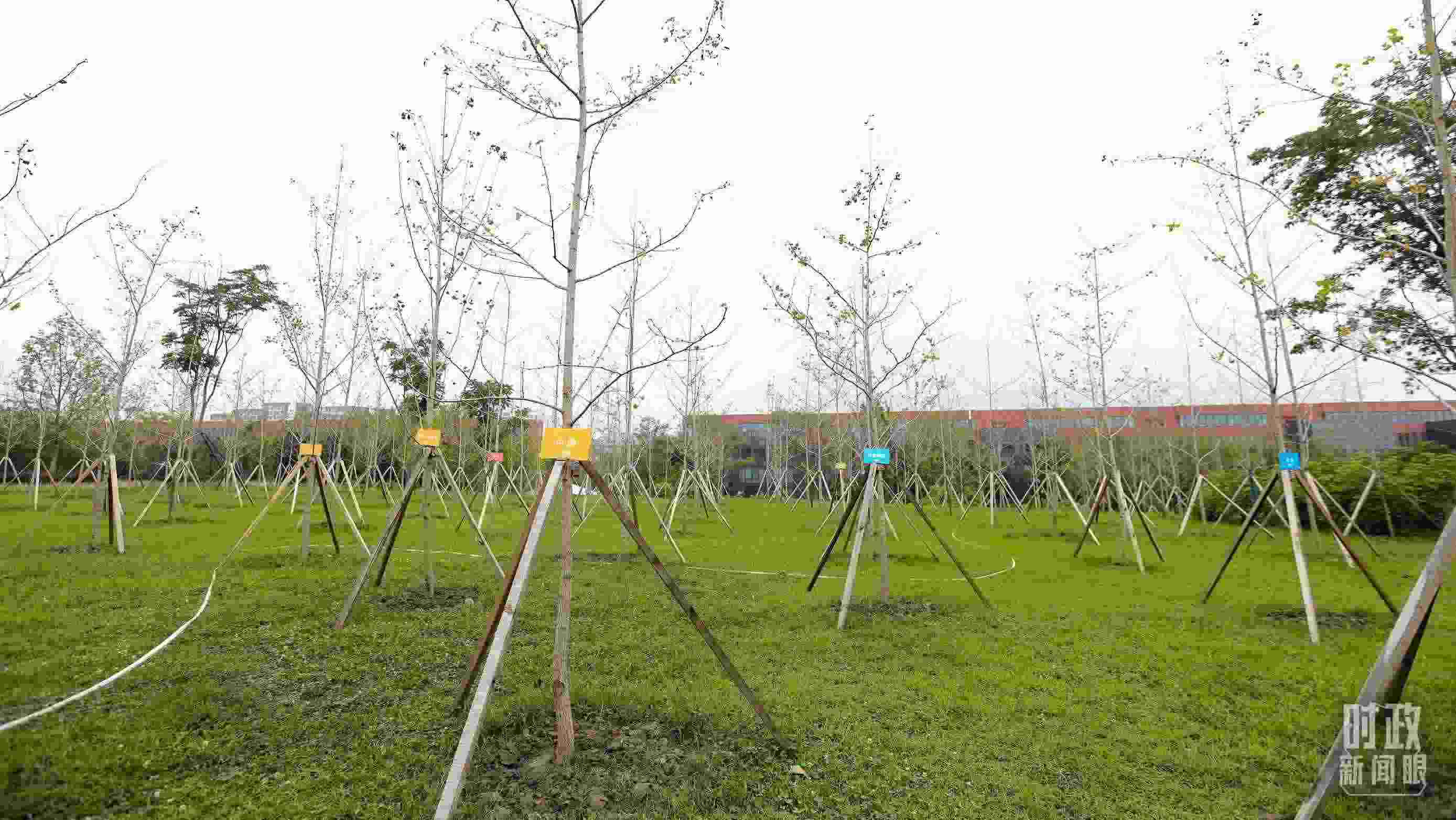 成都大運(yùn)村內(nèi)專門種植了友誼林，各國(guó)代表團(tuán)都可認(rèn)領(lǐng)。