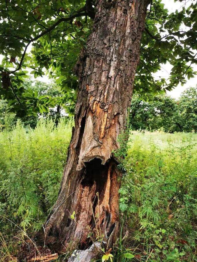 圖為2021年10月拍攝的秦嶺北麓百年板栗古樹遭破壞情況。人民網(wǎng)記者 吳超攝