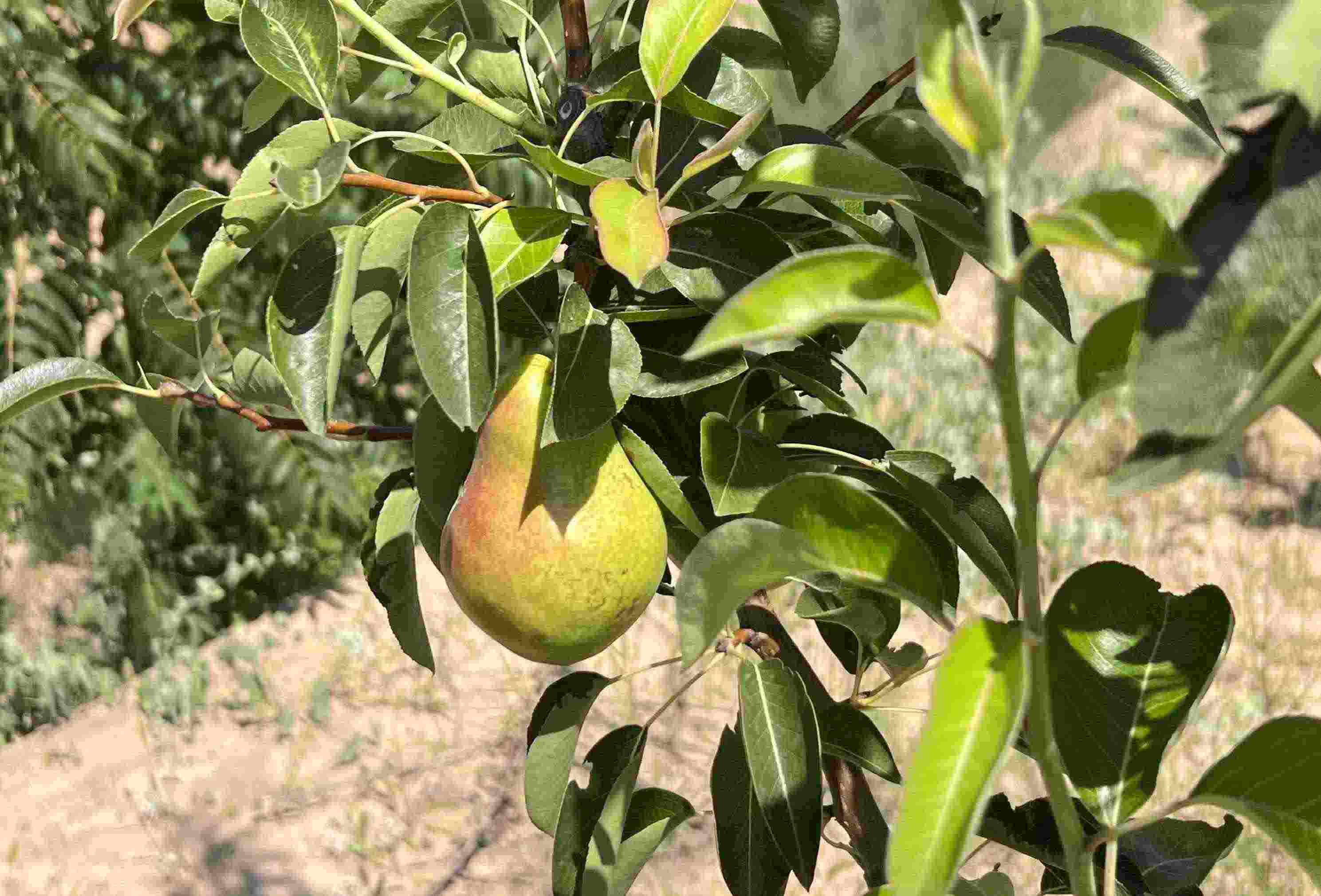 青梨基地果樹上的幼果。人民網(wǎng)記者 王連香攝