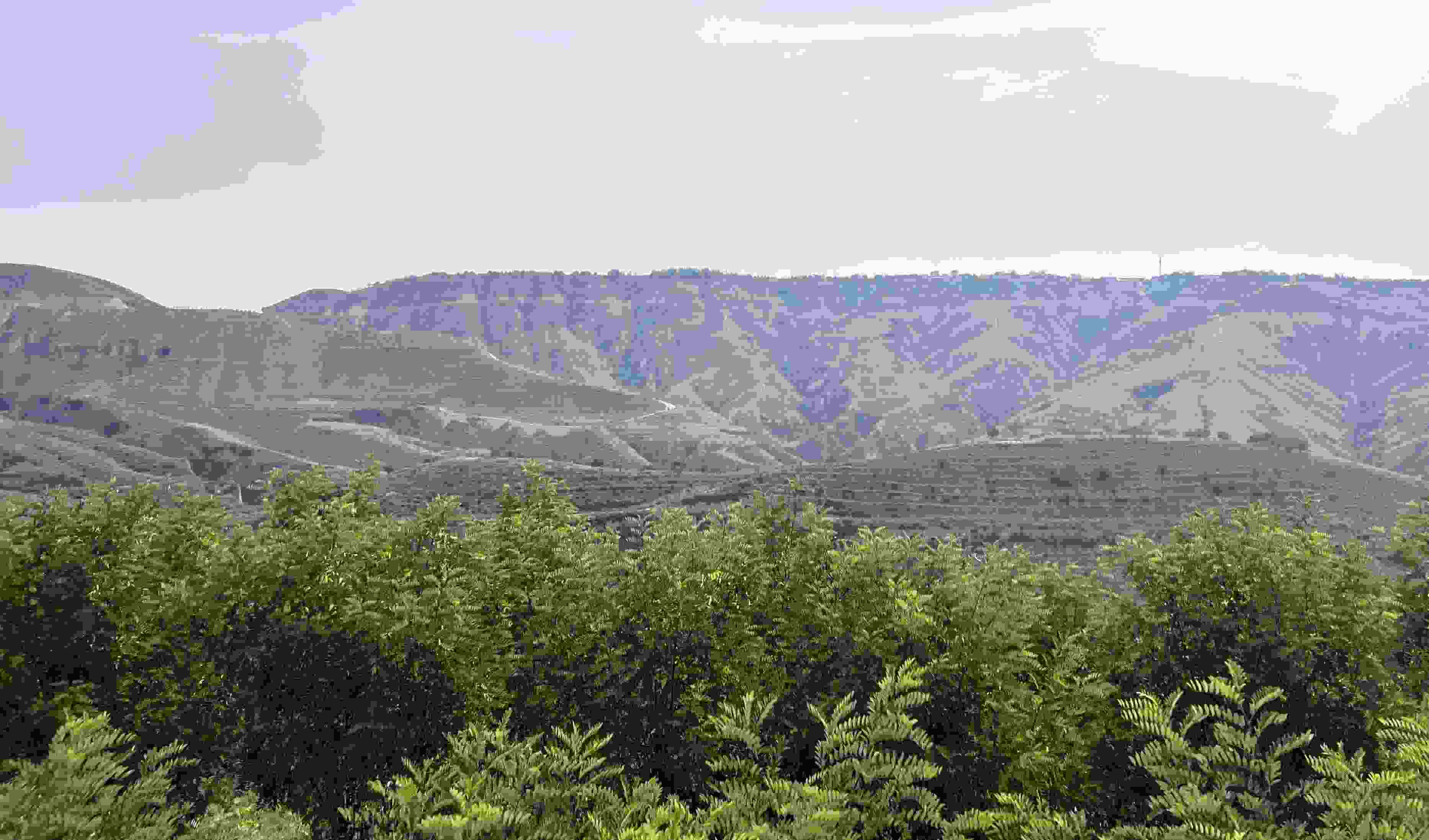 吳堡縣沿黃生態(tài)林。人民網(wǎng)記者 王連香攝