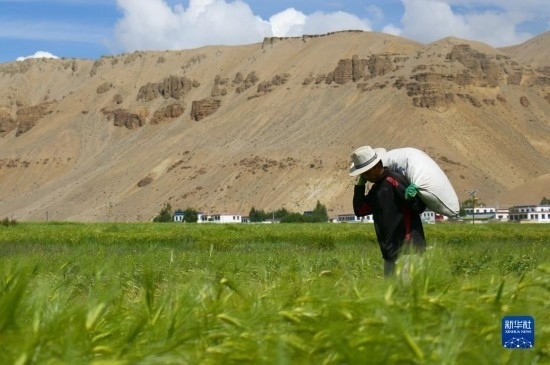 8月12日，西藏阿里地區(qū)普蘭縣赤德村村民在青稞田里勞作。