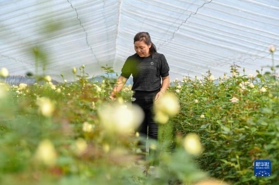8月17日，吉林省德惠市朱城子鎮(zhèn)沿河村程雪家庭農(nóng)場的負(fù)責(zé)人楊雪在查看玫瑰花長勢(shì)。新華社記者 張楠 攝