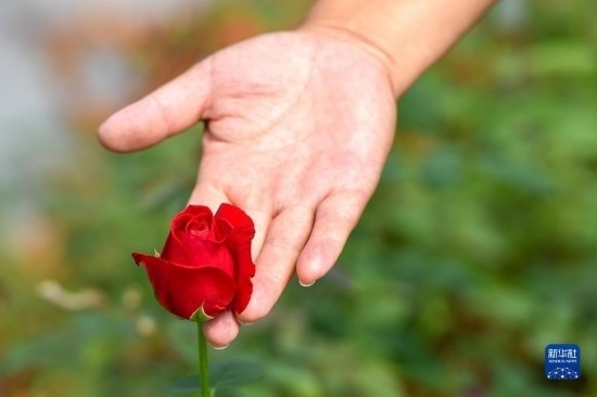 8月17日，吉林省德惠市朱城子鎮(zhèn)沿河村程雪家庭農(nóng)場的負(fù)責(zé)人楊雪在查看玫瑰花長勢(shì)。新華社記者 張楠 攝