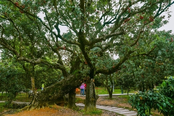 高州市根子鎮(zhèn)柏橋村古荔枝種植園。丘立賀攝