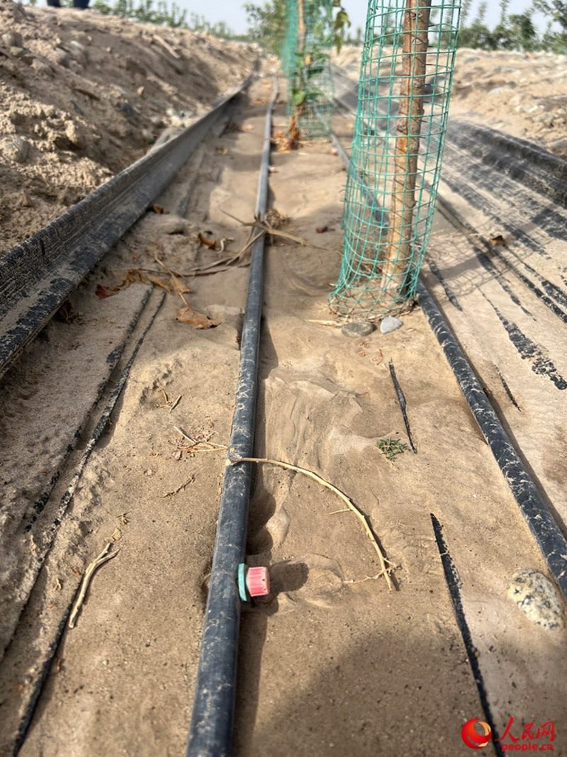 水肥一體化滴灌技術(shù)，可極大節(jié)約用水量。人民網(wǎng)記者 常雪梅攝