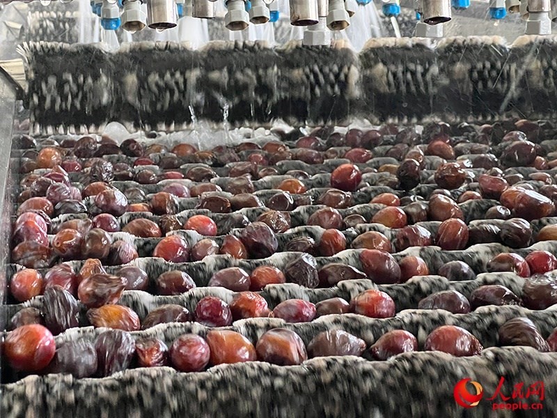 清洗西梅。人民網(wǎng)記者 常雪梅攝