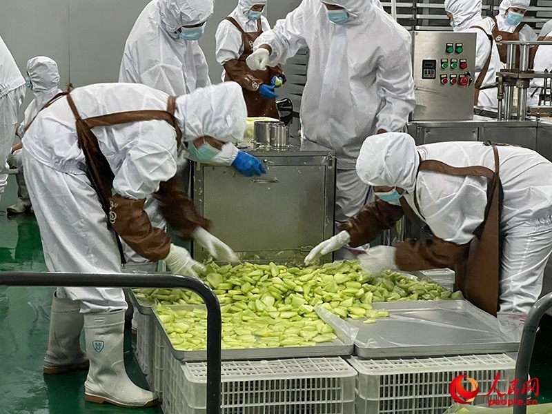 切片哈密瓜將被做成凍干食品。人民網(wǎng)記者 常雪梅攝