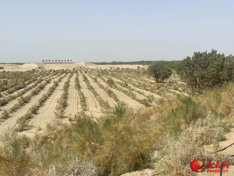 麥蓋提縣百萬畝防風(fēng)固沙生態(tài)林建設(shè)工程。人民網(wǎng)記者 常雪梅攝