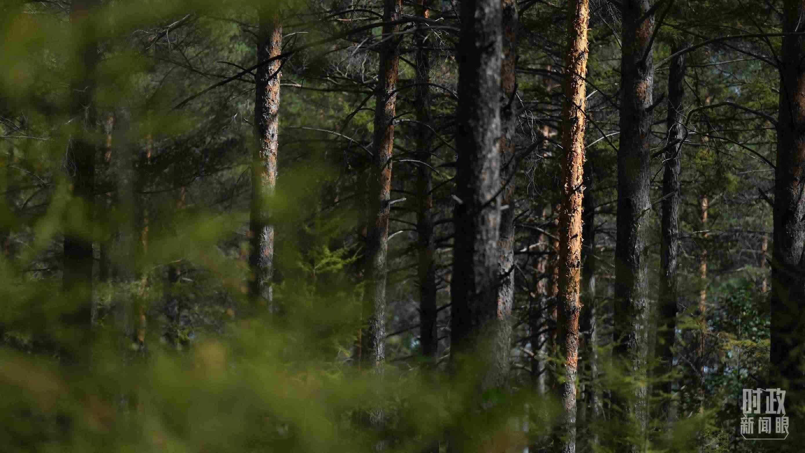 △漠河林場有天然林3.54萬公頃、蓄積量325.3萬立方米。（總臺國廣記者李晉拍攝）