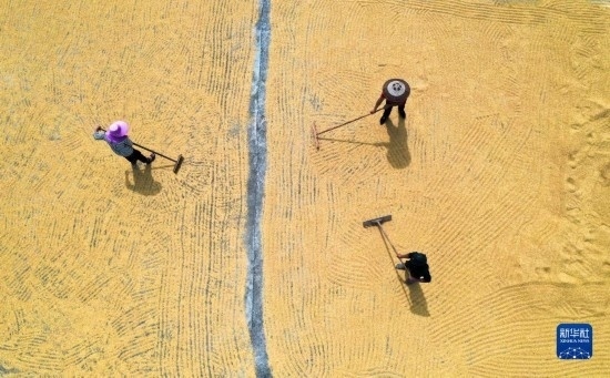 9月16日，湖南省郴州市桂陽縣流峰鎮(zhèn)農(nóng)民在晾曬稻谷（無人機(jī)照片）。