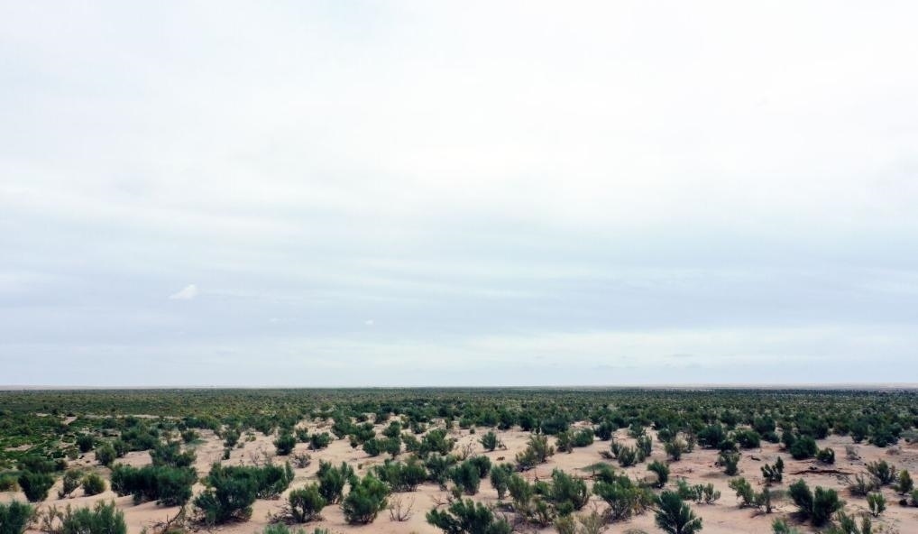 經(jīng)過(guò)封禁保護(hù)和人工種植梭梭后恢復(fù)綠色的草場(chǎng)（2023年9月12日攝）。新華社記者李云平 攝