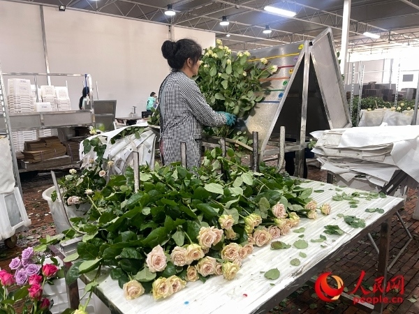 車間工人在整理花束。人民網(wǎng) 周靜圓攝