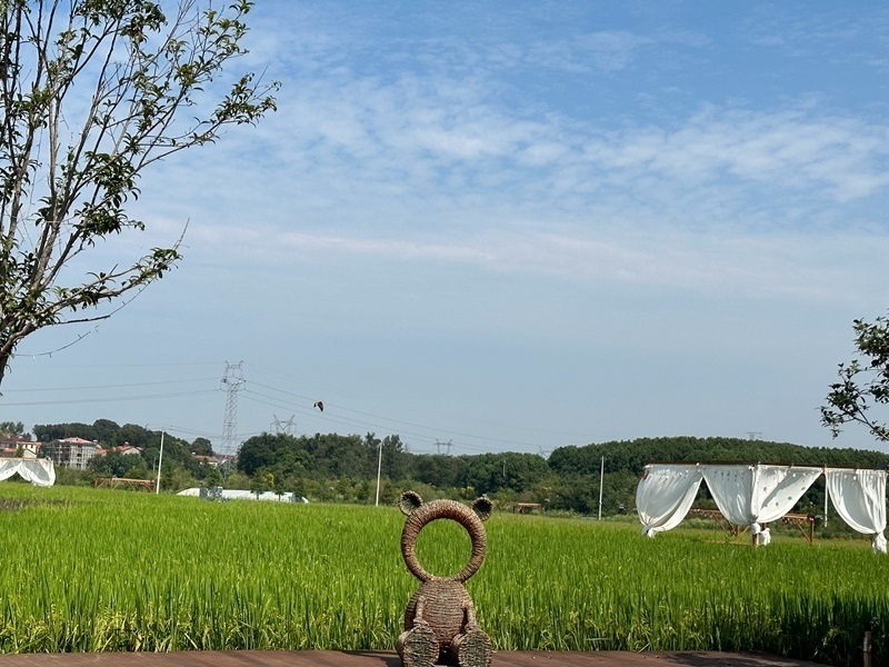 林語未來村打造農(nóng)家畈田園綜合體。人民網(wǎng) 王紹紹攝