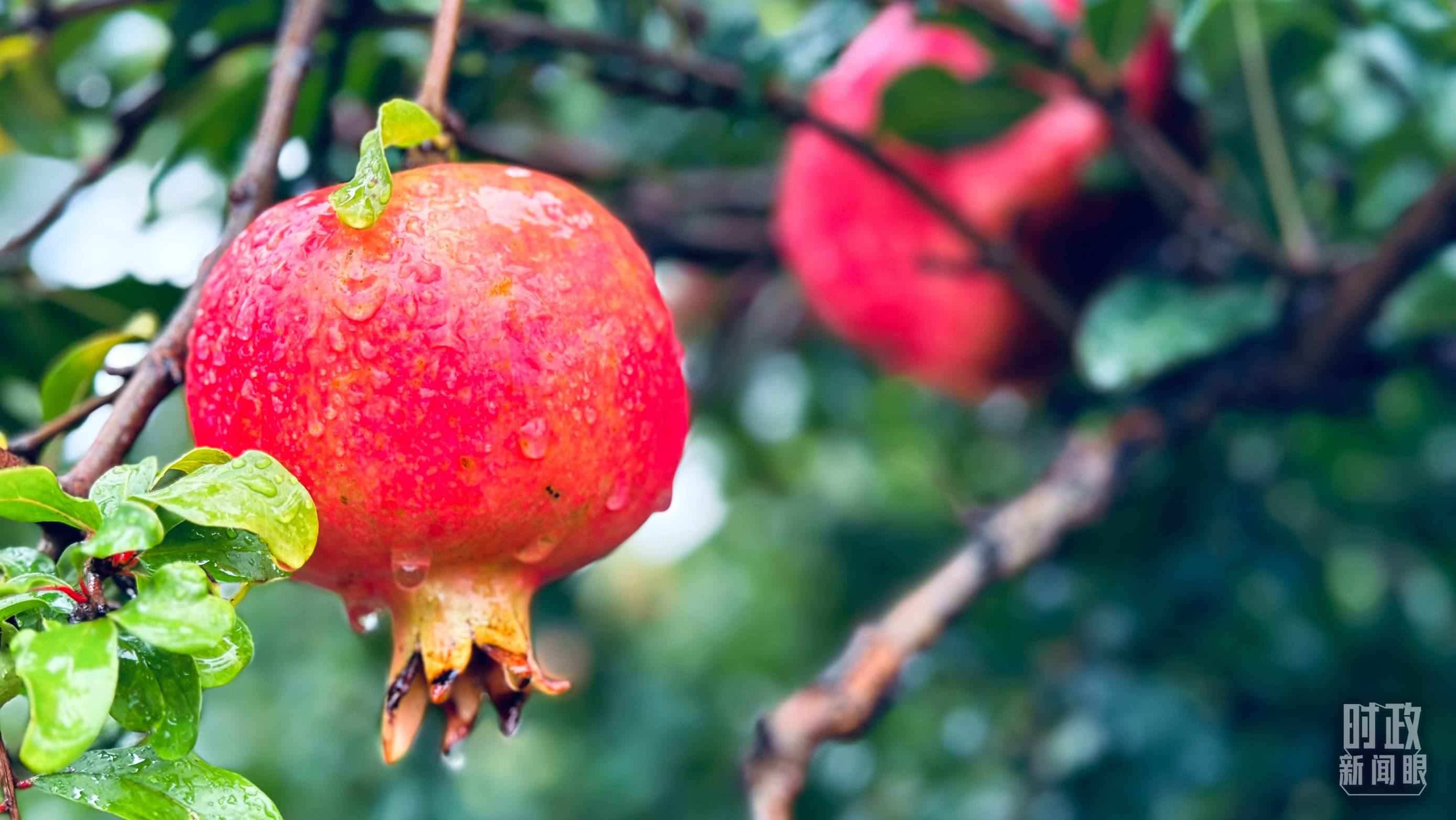 △一場秋雨過后，石榴更顯晶瑩。（總臺央視記者李輝、范一鳴拍攝）