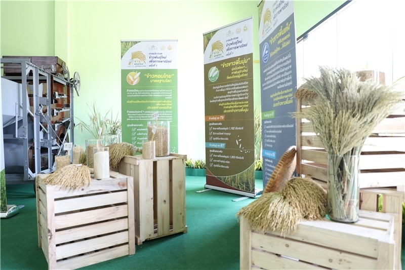 圖為泰國農(nóng)業(yè)與合作社部培育的優(yōu)質(zhì)稻種。泰國商務(wù)部供圖