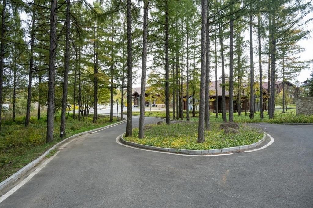 園區(qū)里“路讓樹”成為行為準則。王哲攝