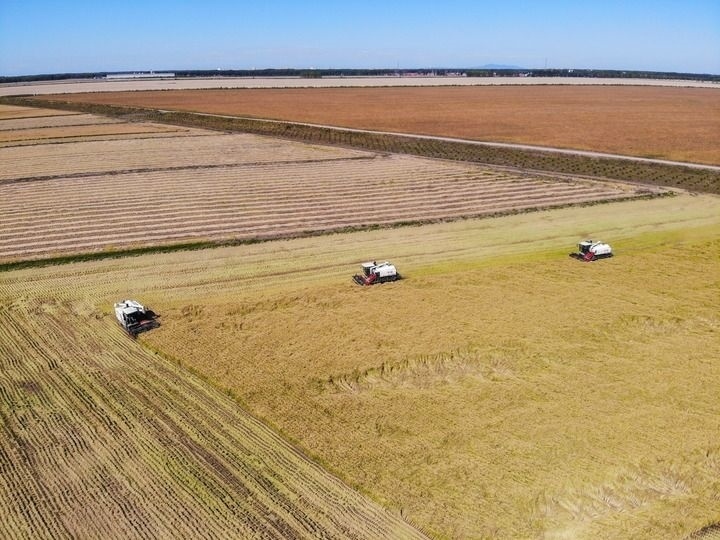 這是在位于黑龍江雙鴨山市友誼縣的北大荒農(nóng)業(yè)股份有限公司友誼分公司一地塊拍攝的水稻收獲現(xiàn)場（2023年9月21日攝，無人機照片）。新華社記者 王松 攝