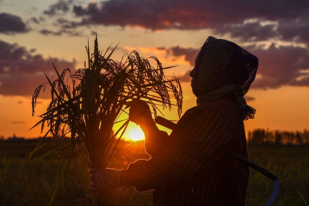 農(nóng)民在吉林省吉林市永吉縣萬昌鎮(zhèn)花家村收割水稻（2023年9月12日攝）。新華社記者 張楠 攝