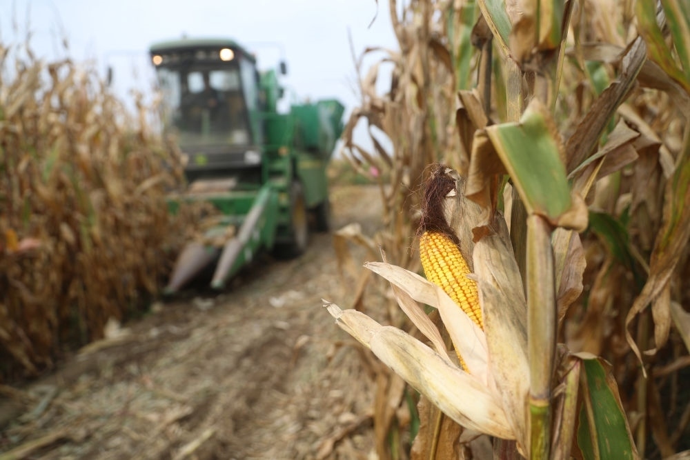 在遼寧省鐵嶺縣蔡牛鎮(zhèn)玉米田里，農(nóng)民駕駛農(nóng)機收割玉米（2023年9月26日攝）。新華社記者 楊青 攝