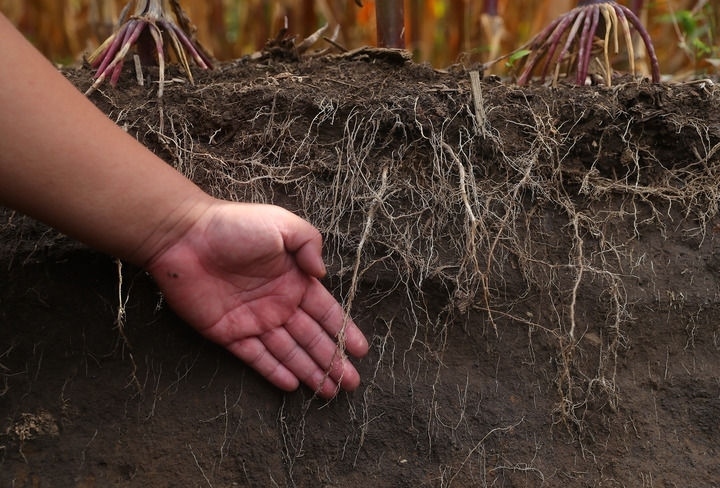 在遼寧省鐵嶺縣蔡牛鎮(zhèn)，張莊玉米合作社的農(nóng)民向外地農(nóng)民介紹黑土地保護和玉米秸稈還田情況（2023年9月26日攝）。新華社記者 楊青 攝