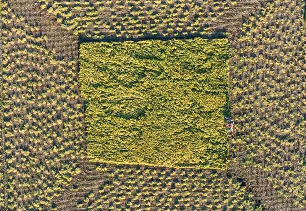 在吉林省舒蘭市平安鎮(zhèn)金星村，農(nóng)民駕駛農(nóng)機收割水稻（2023年9月21日攝，無人機照片）。新華社記者 張楠 攝