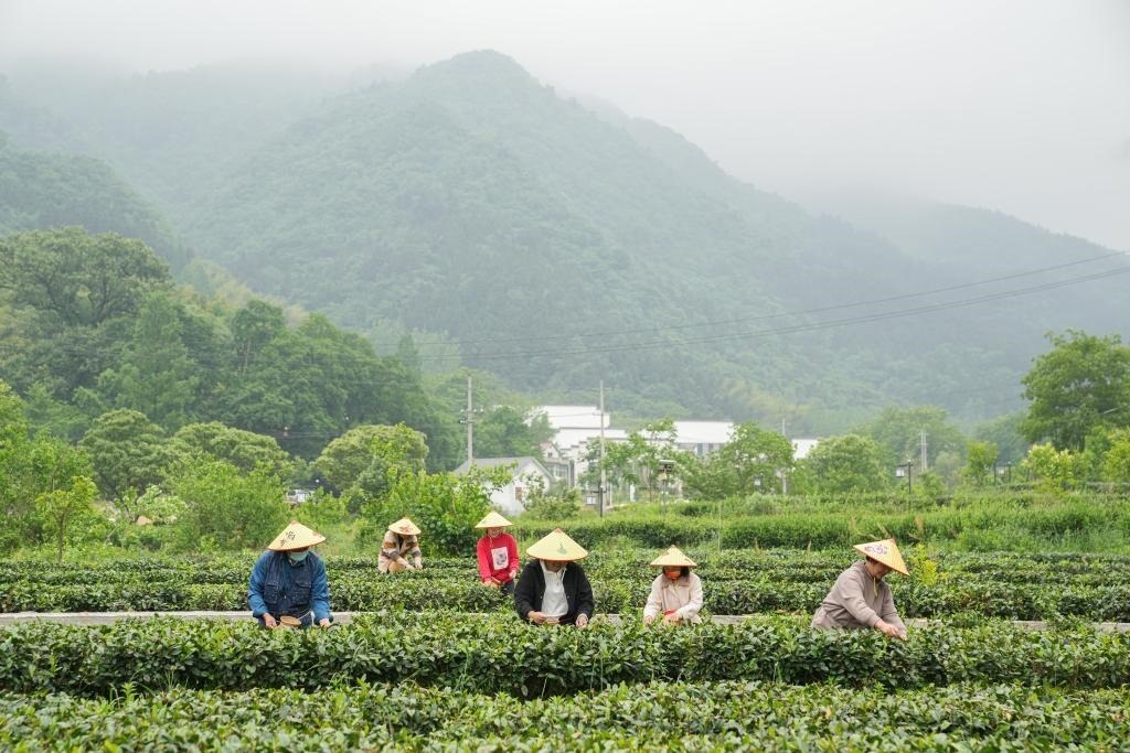2022年5月11日，村民在大灣村生態(tài)茶園內(nèi)采摘茶葉。新華社記者杜宇攝