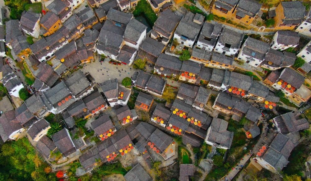 這是婺源縣江灣鎮(zhèn)篁嶺村的曬秋景象（2019年11月7日攝）。