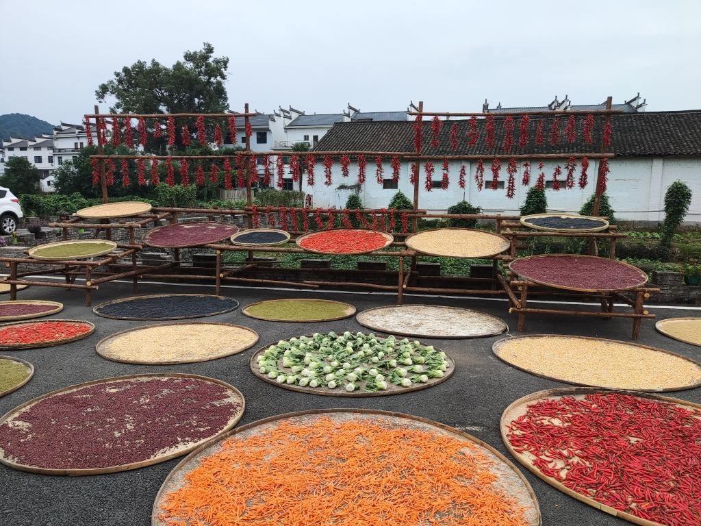 近日，江西省上饒市婺源縣秋口鎮(zhèn)王村村民晾曬的農(nóng)作物。新華社記者 劉佳敏 攝