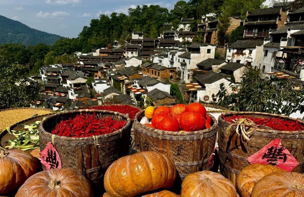 近日拍攝的江西省上饒市婺源縣篁嶺村曬秋畫(huà)面。新華社記者 胡晨歡 攝